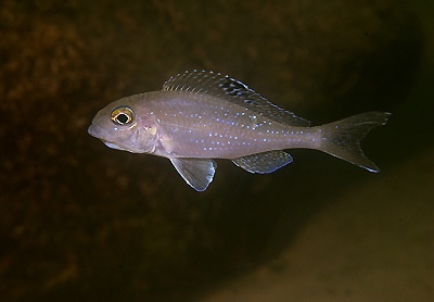 Xenotilapia spilopterus 'Kalambo Lodge'